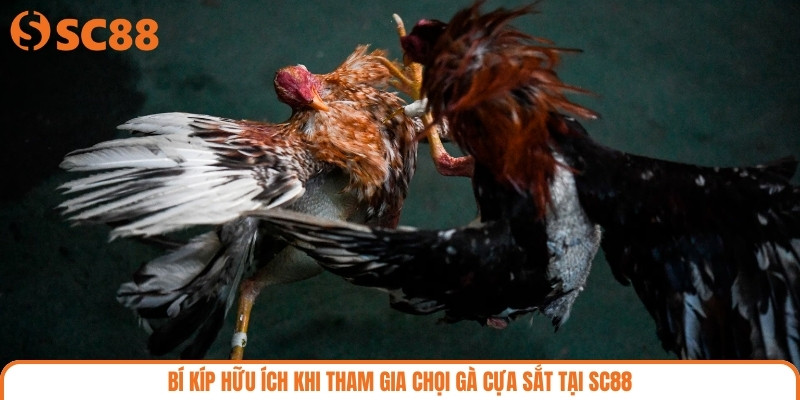 Bí kíp hữu ích khi tham gia chọi gà cựa sắt tại SC88