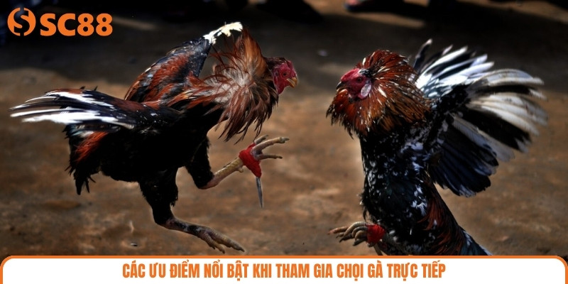 Các ưu điểm nổi bật khi tham gia chọi gà trực tiếp