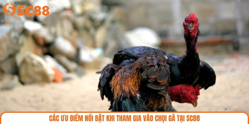 Các ưu điểm nổi bật khi tham gia vào chọi gà tại SC88
