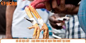 Đá Gà Cựa Sắt - Loại Hình Chọi Kê Kịch Tính Nhất Tại SC88