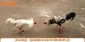 Đá Gà Online  - Trải Nghiệm Cá Cược Với Trận Đấu Nảy Lửa