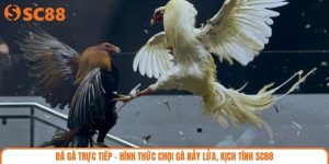 Đá Gà Trực Tiếp - Hình Thức Chọi Gà Nảy Lửa, Kịch Tính SC88