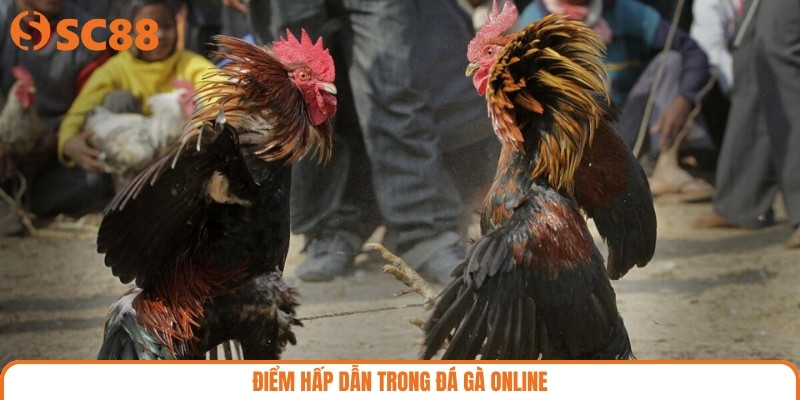 Điểm hấp dẫn trong đá gà Online
