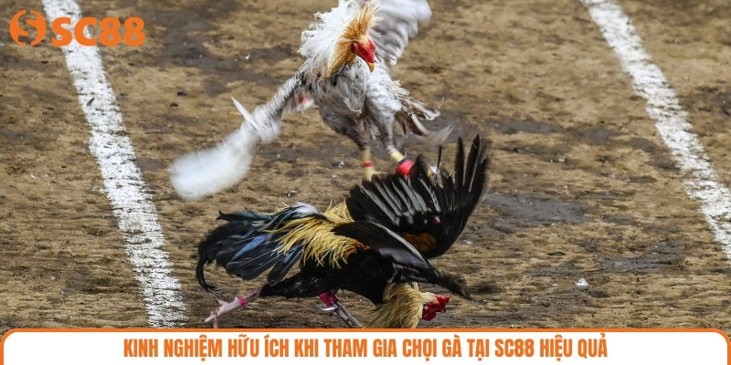 Kinh nghiệm hữu ích khi tham gia chọi gà tại SC88 hiệu quả