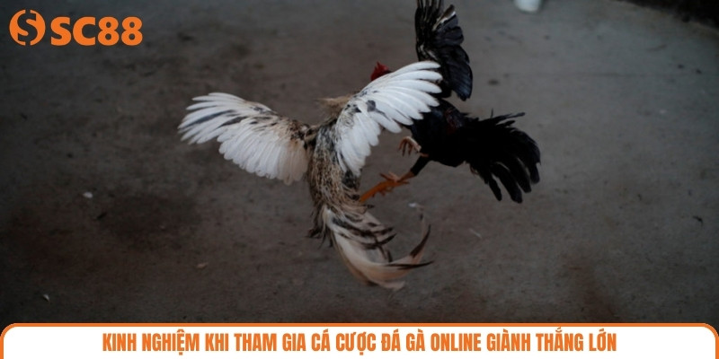 Kinh nghiệm khi tham gia cá cược đá gà Online giành thắng lớn