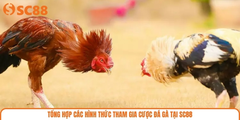 Tổng hợp các hình thức tham gia cược đá gà tại SC88